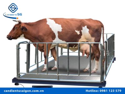 Cân điện tử cân bò